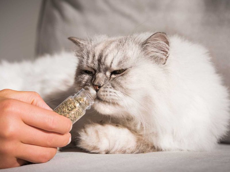 Qué es catnip