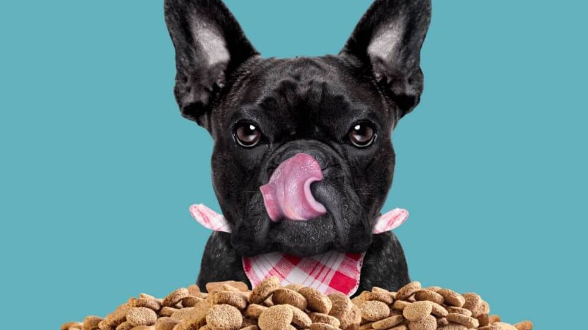 Las 8 mejores marcas de comida para perros: guía para elegir la ideal