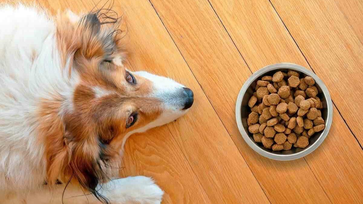 ¿Qué debo hacer si mi perro no quiere comer?