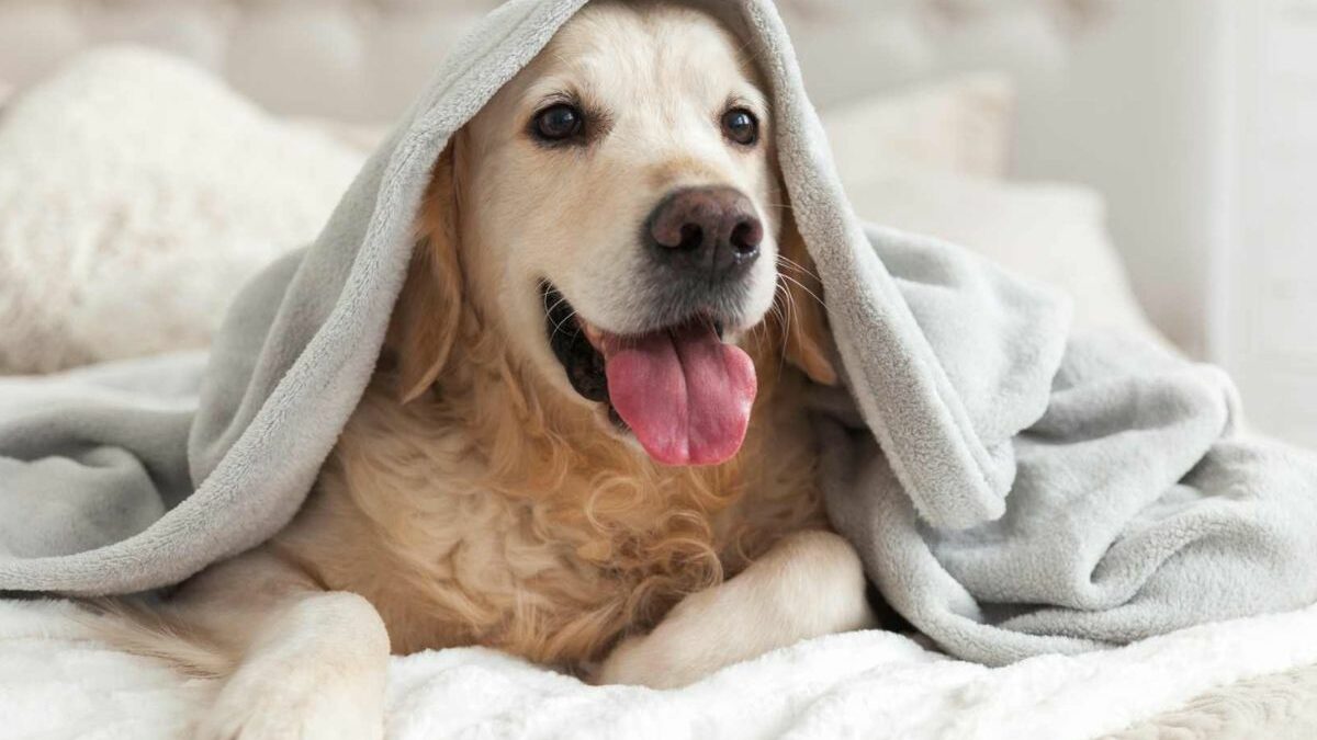 ¿Por qué mi perro tiembla?: Causas y soluciones