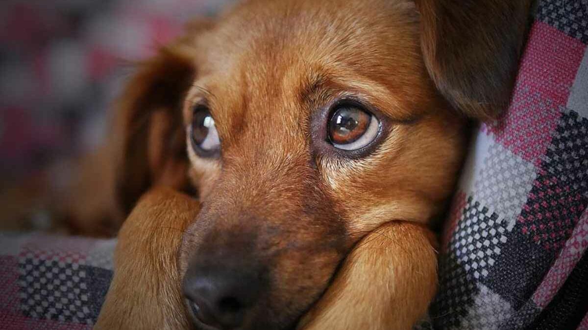 Cómo saber si mi perro tiene distemper: causas y tratamiento