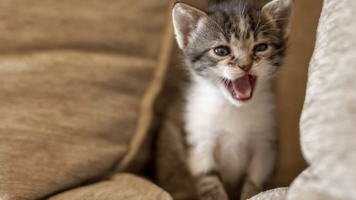 ¿Por qué mi gato maulla mucho? : Conoce las causas