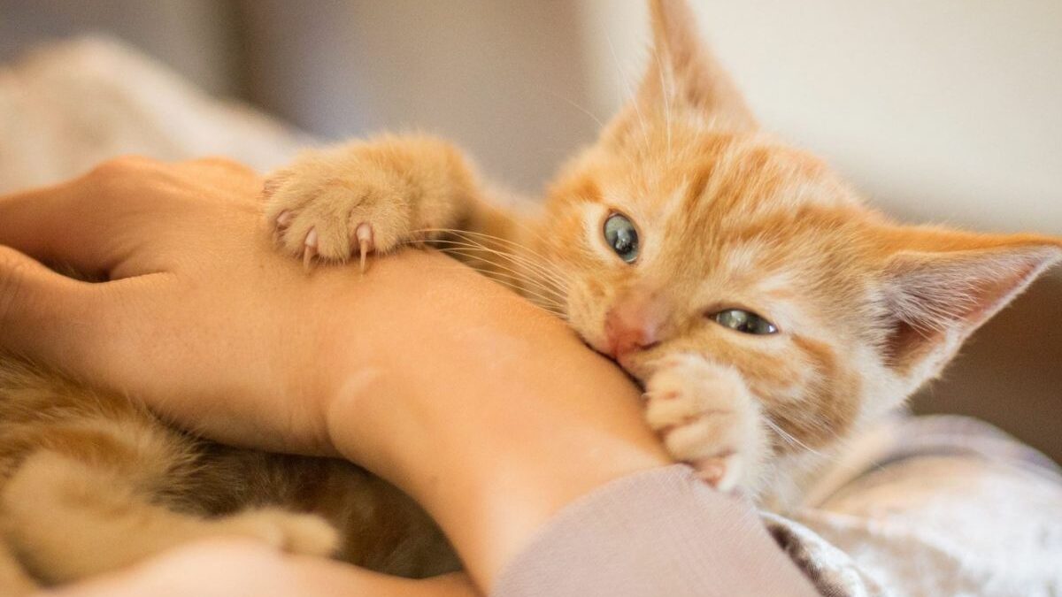 ¿Por qué mi gato me muerde?: Conoce las causas