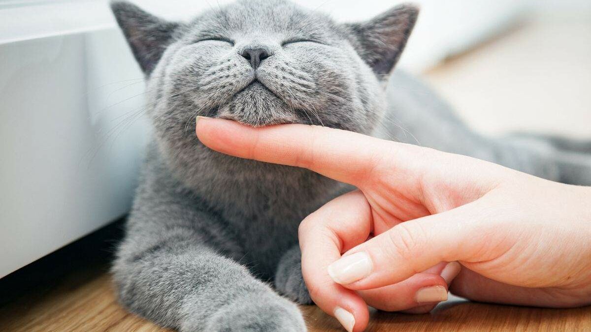 ¿Por qué mi gato ronronea cuando está conmigo?: ¿Me quiere?