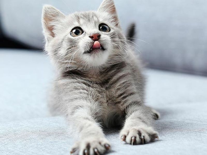 gato ronronea