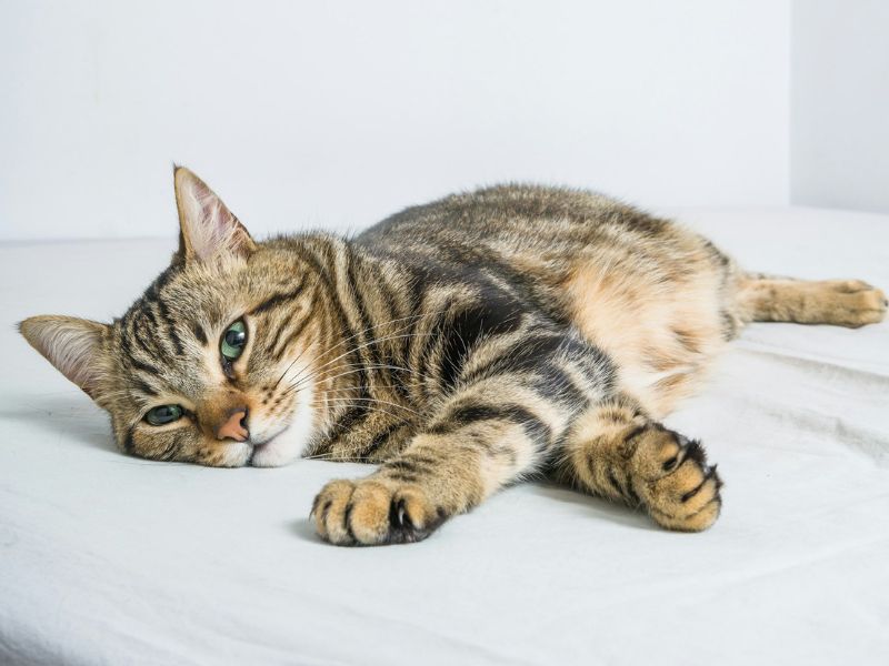 gato ronronea
