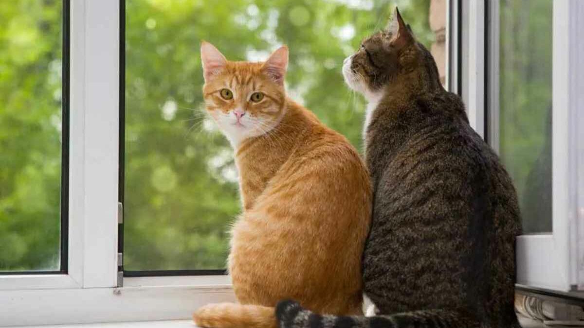 ¿Cómo saber si mi gato es hembra o macho?