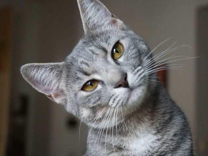 mi gato es hembra o macho