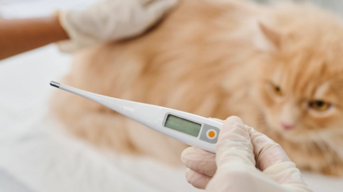¿Cómo saber si mi gato tiene fiebre?: Signos y causas