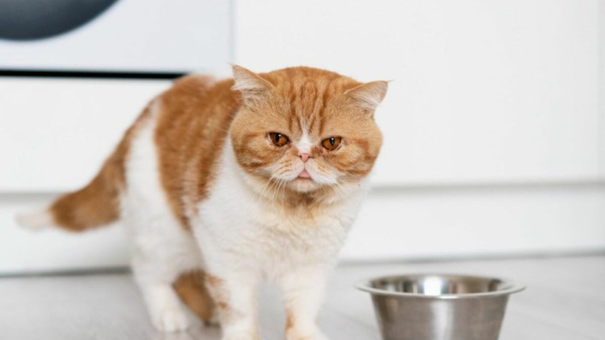 ¿Por qué mi gato no quiere comer?: Causas y soluciones