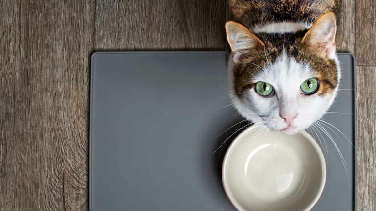 Descubre si los gatos pueden comer palta