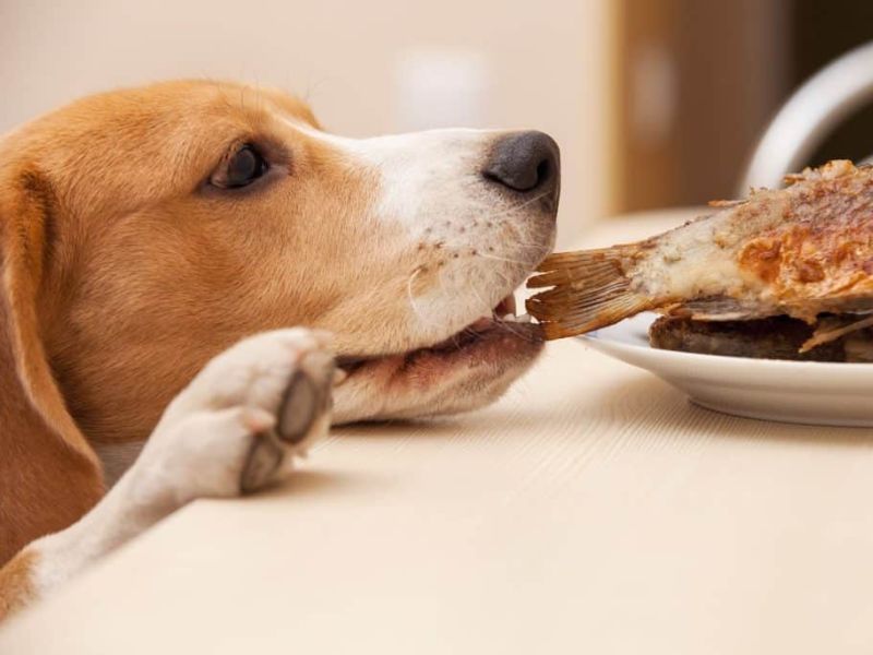perros pueden comer pescado