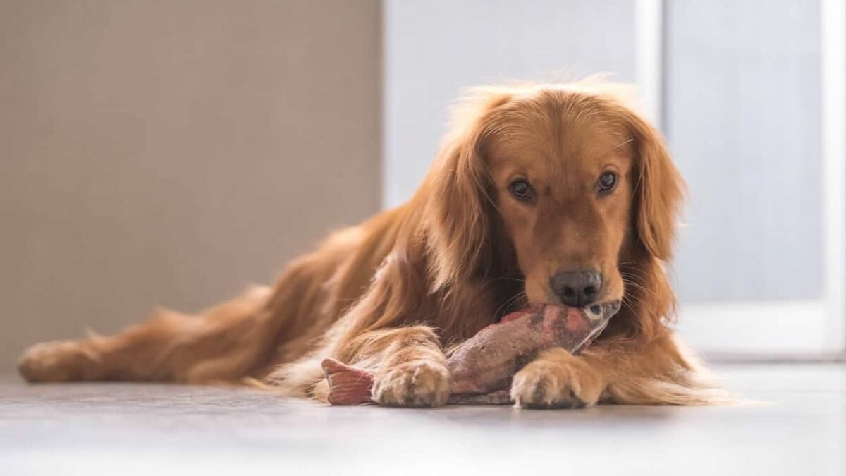 ¿Los perros pueden comer pescado?: Beneficios, riesgos y consejos prácticos