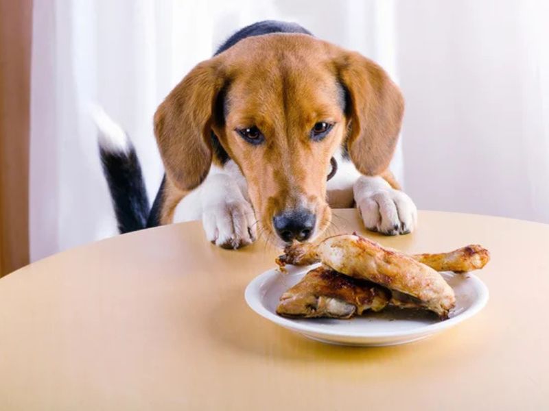 perros pueden comer pescado