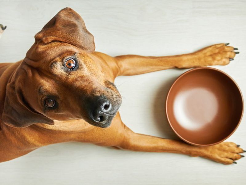 perros pueden comer pescado