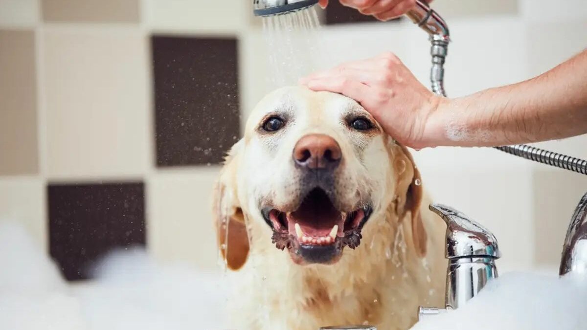 Cada cuanto tiempo se baña un perro