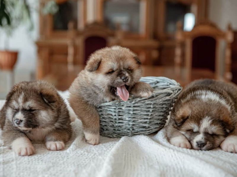 Cuándo abren los ojos los perros