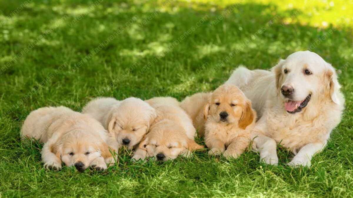 ¿Cuándo abren los ojos los perros recién nacidos?