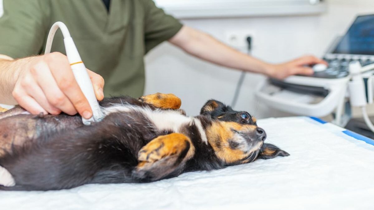 ¿Cuánto dura el embarazo de un perro?