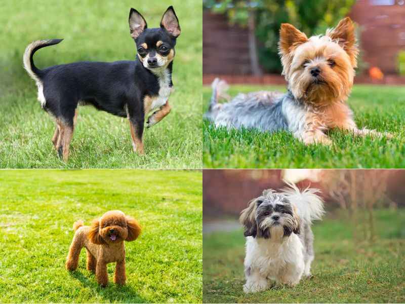 Cuántos años vive un perro