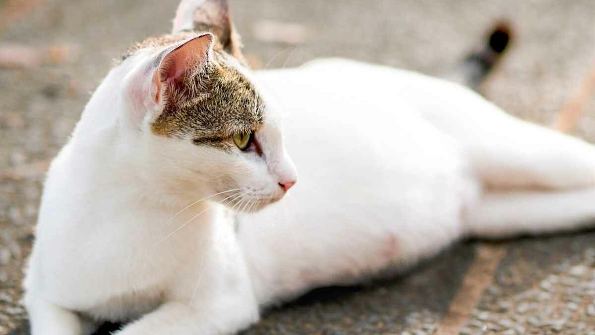 ¿Cómo saber si mi gata está preñada?