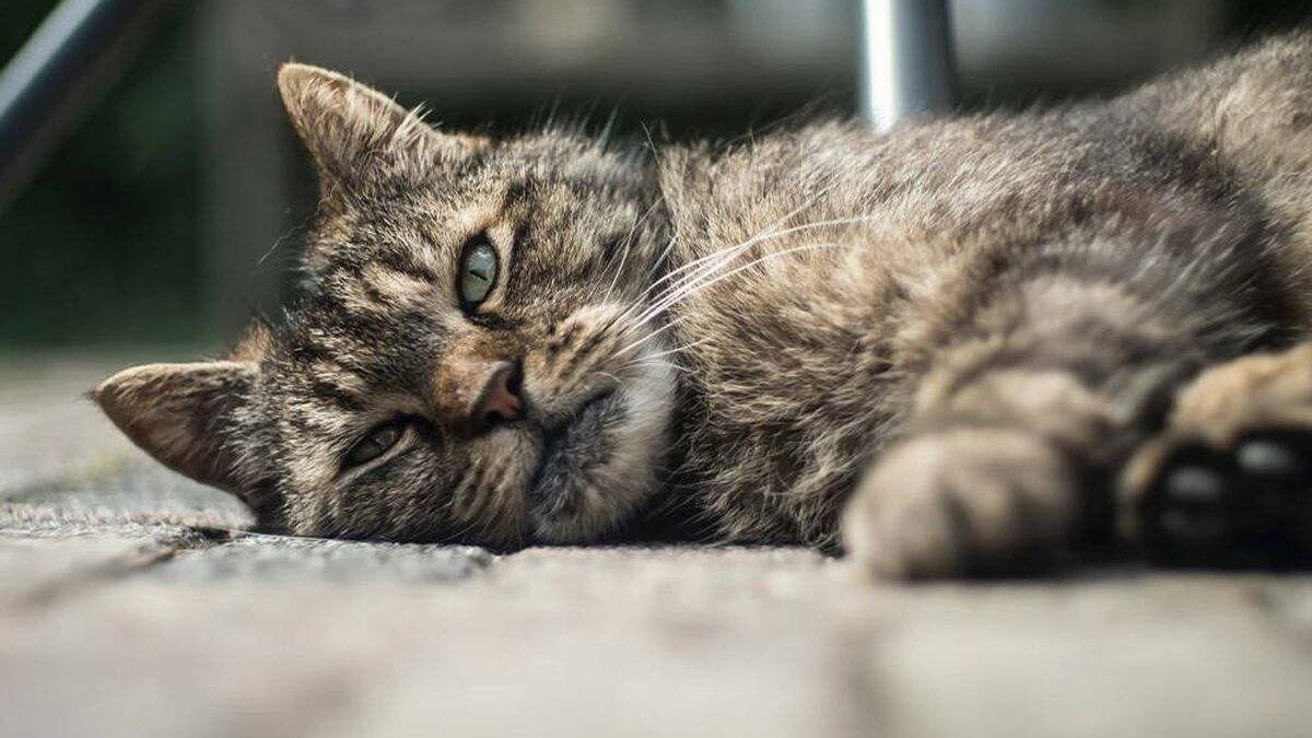 ¿Cómo saber si mi gato está enfermo?