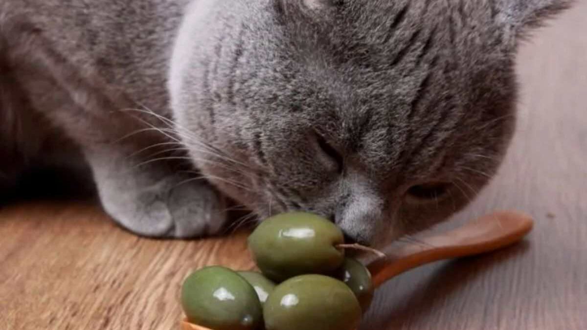 Descubre si los gatos pueden comer aceituna
