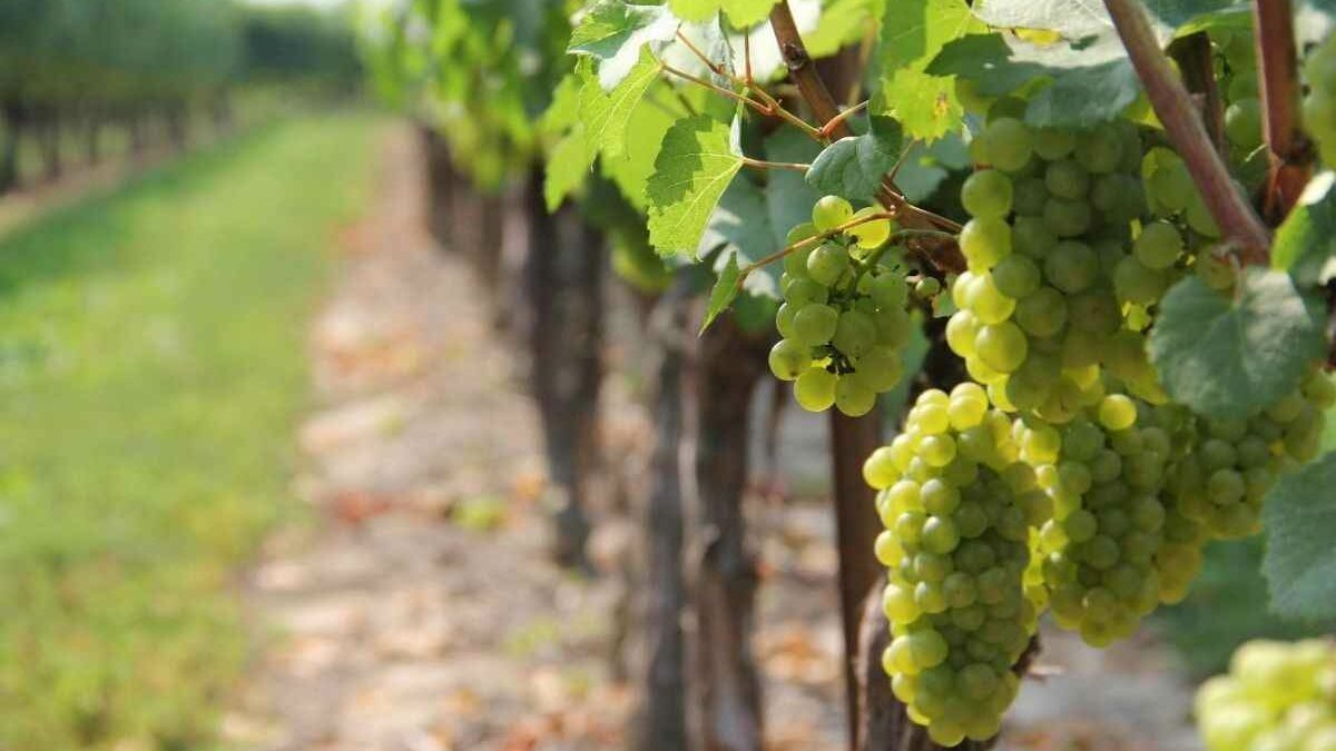 Historia del vino: Orígenes de la viticultura