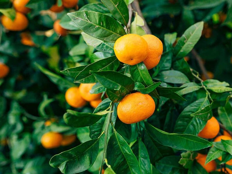 perros pueden comer mandarina