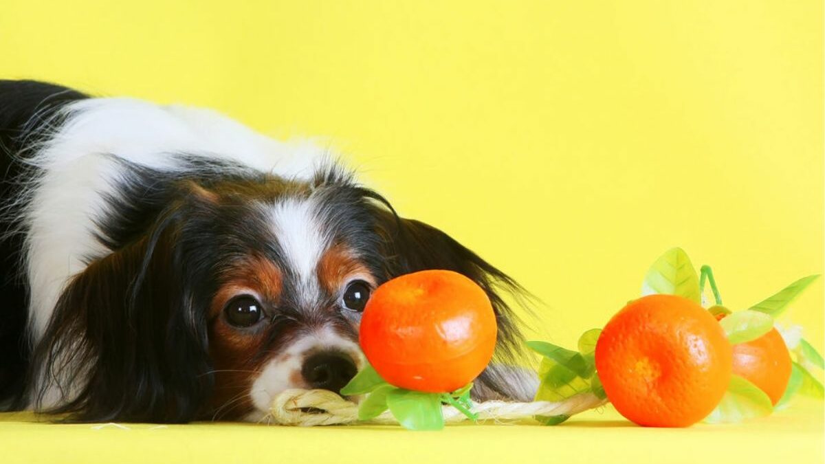¿Los perros pueden comer mandarina?: ¿Es seguro?