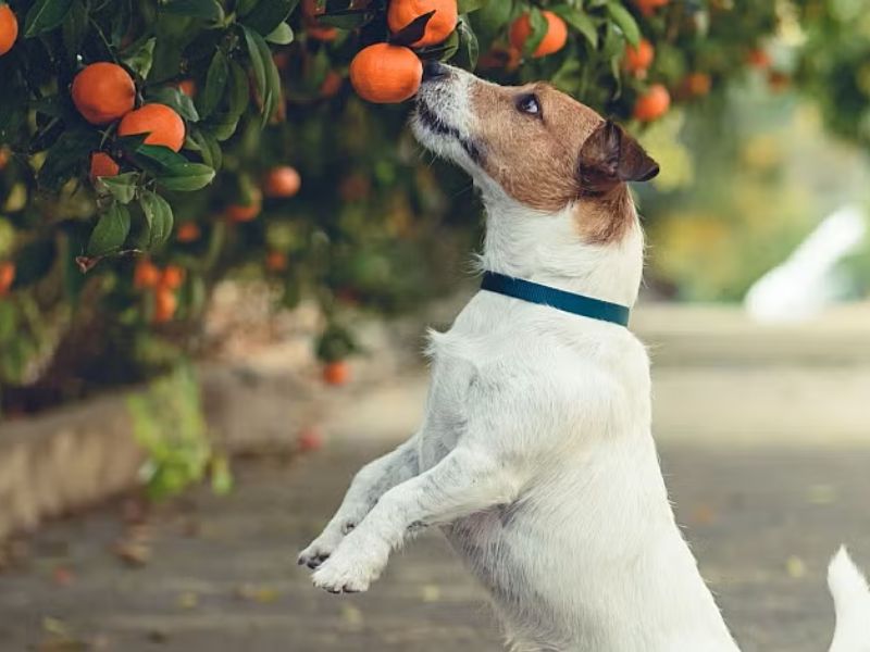 perros pueden comer mandarina