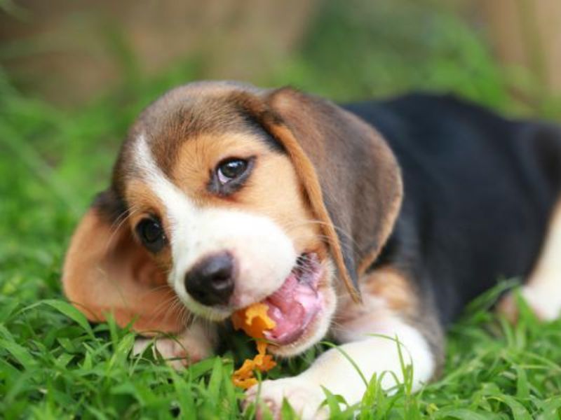 perros pueden comer mandarina