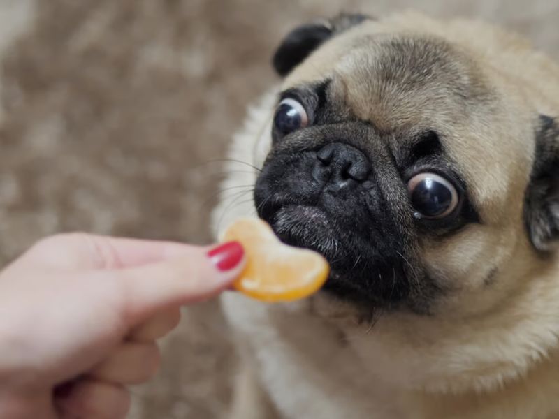 perros pueden comer mandarina