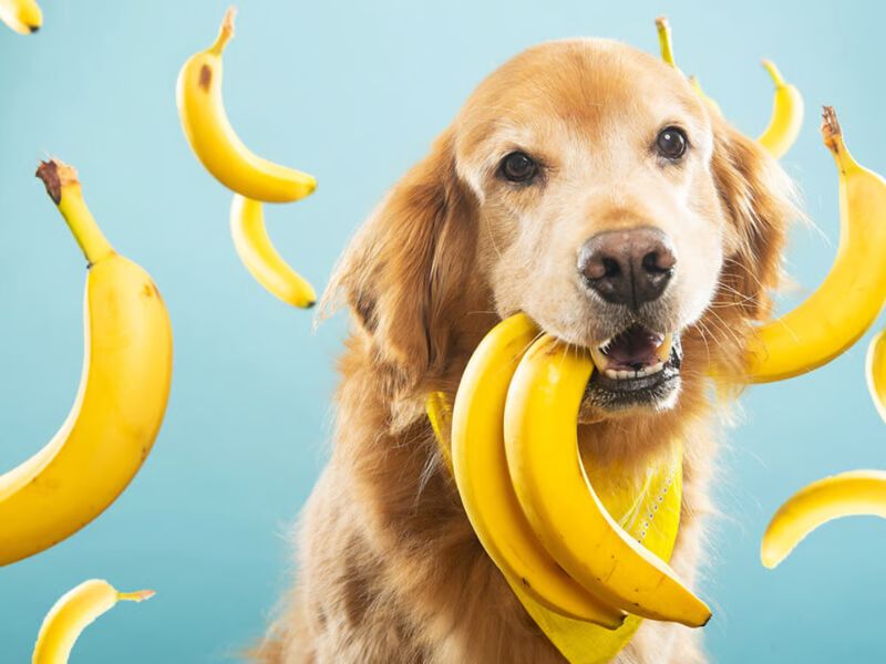 perros pueden comer plátano