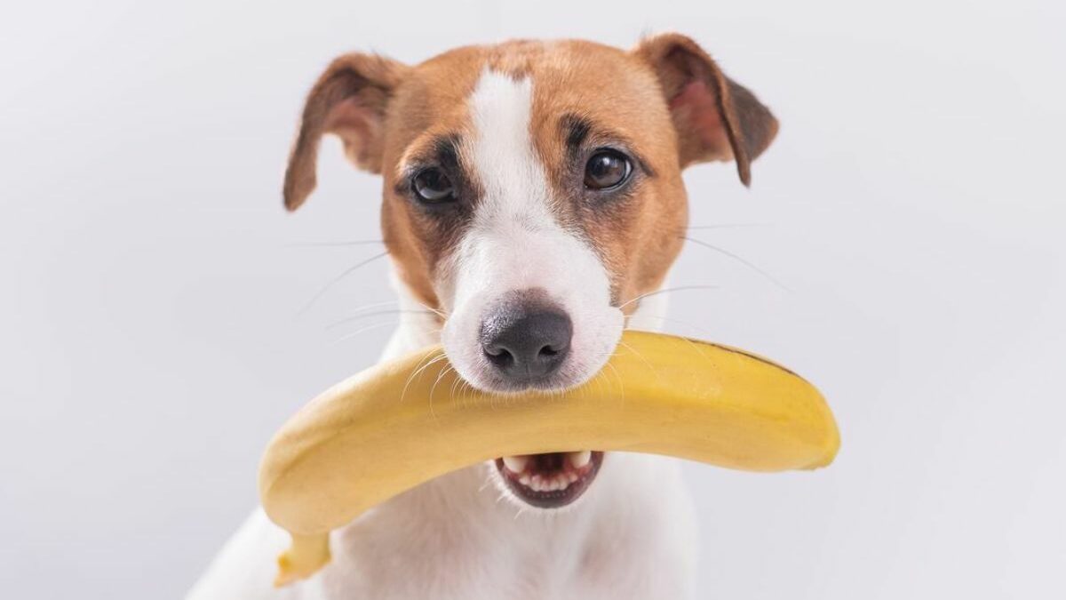 ¿Los perros pueden comer plátano?: Beneficios, riesgos y consejos prácticos