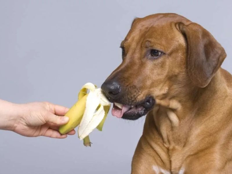 perros pueden comer plátano
