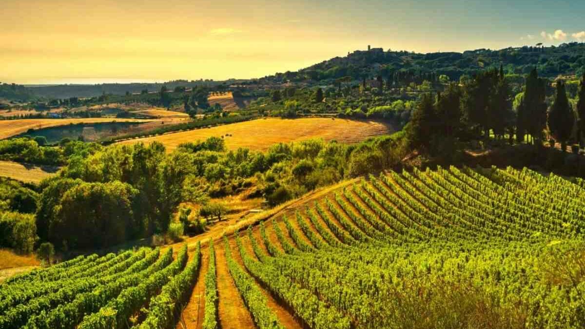 El rol del Terroir en la calidad del vino: Casos de Argentina y Francia