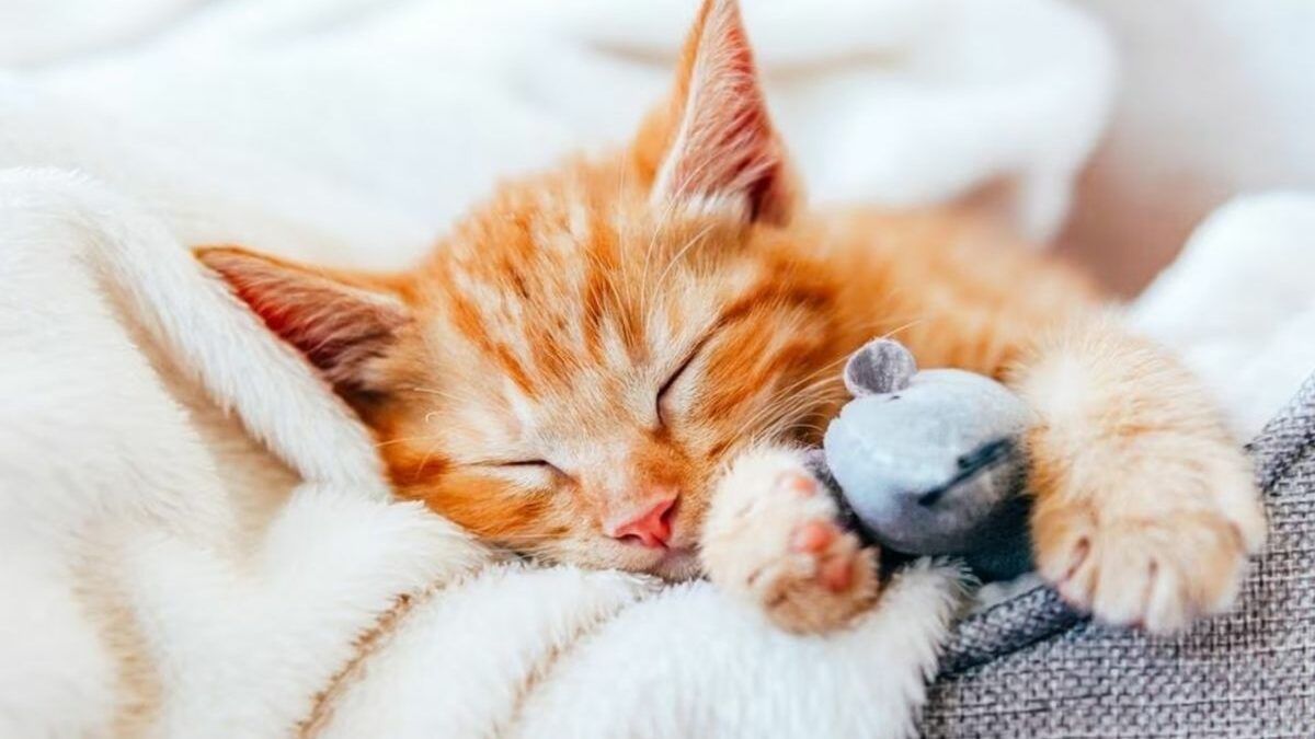 ¿Por qué mi gato duerme mucho?: Descubre las causas