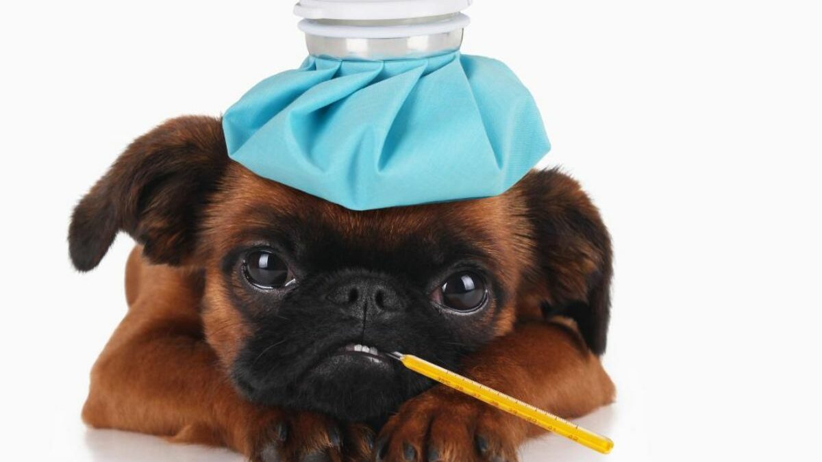 ¿Tu perro tiene lombrices blancas?: Que hacer