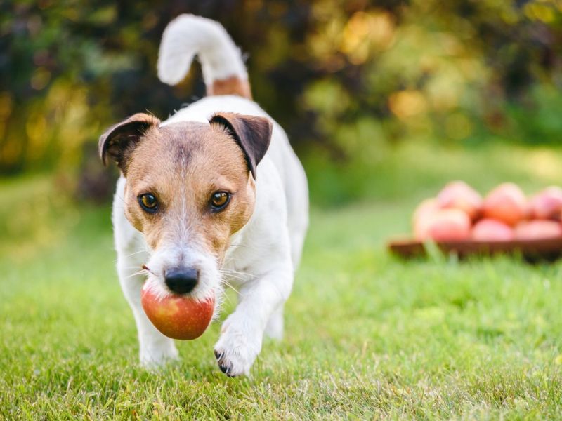 perros pueden comer mango