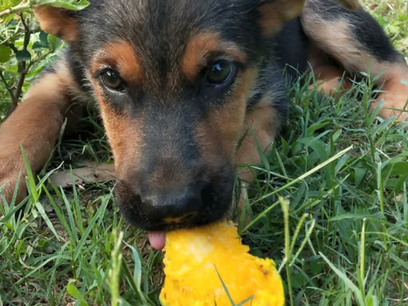 perros pueden comer mango