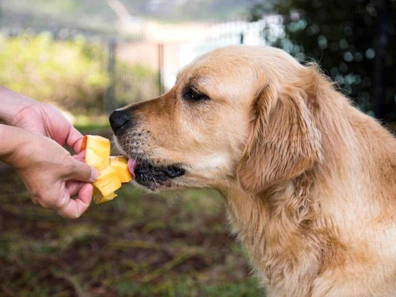 perros pueden comer mango