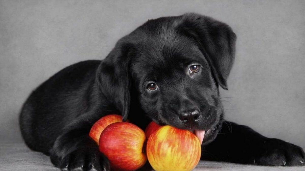 ¿Los perros pueden comer manzana?: Beneficios, riesgos y consejos prácticos