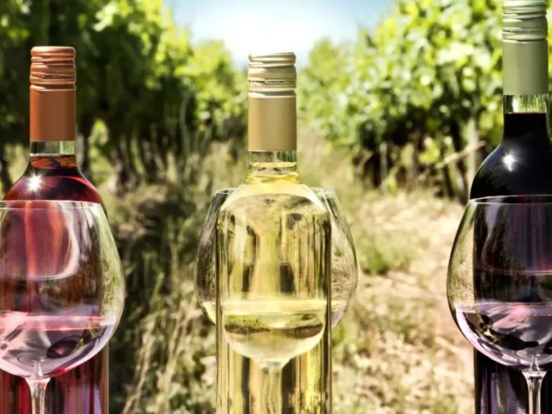 vinos del nuevo y viejo mundo