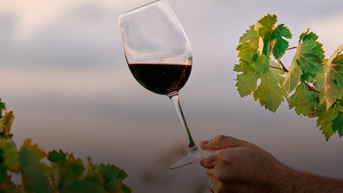 Descubriendo los vinos del nuevo y viejo mundo.
