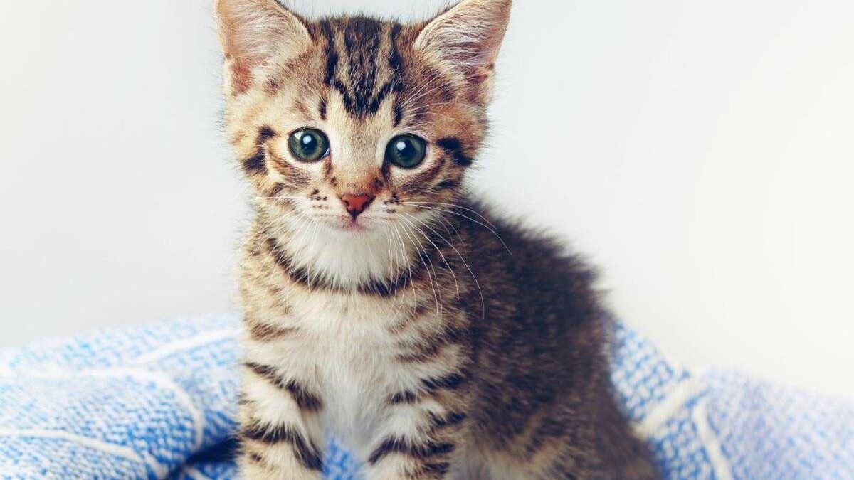 Diarrea en gatos: Que la causa y como detenerla