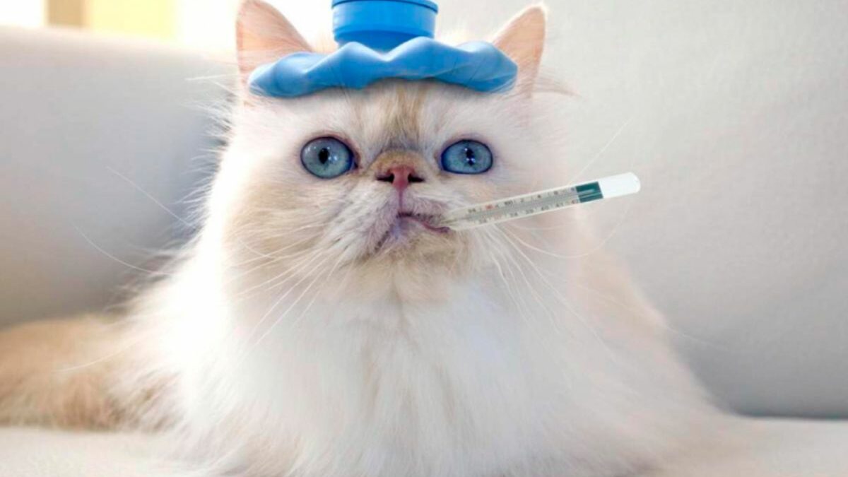 ¿Por qué mi gato vomita mucho?: Que hacer