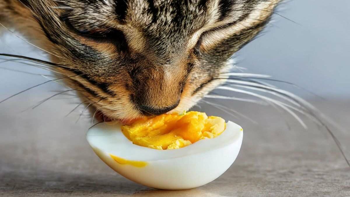 ¿Los gatos pueden comer huevo?