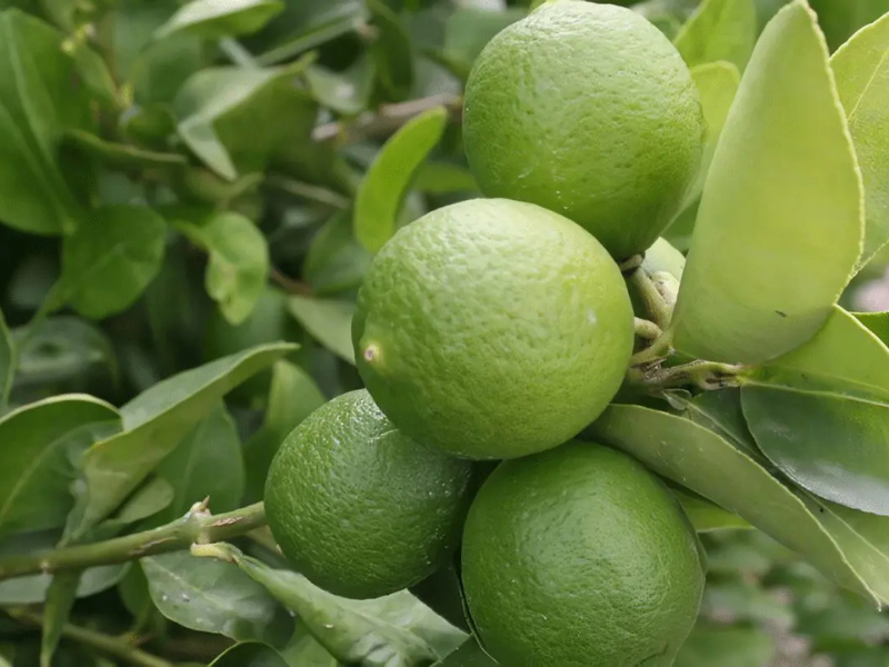 limones
