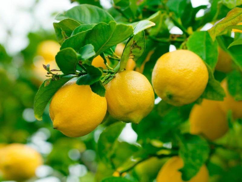 limones